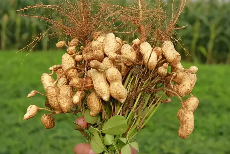 種植花生什麼時候噴施肥料效果最好