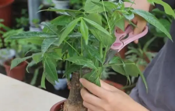 發財樹怎麼修剪看起來有造型美感