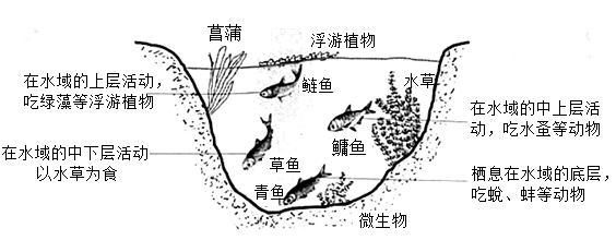 漁業養殖混養模式搭配方法與注意事項