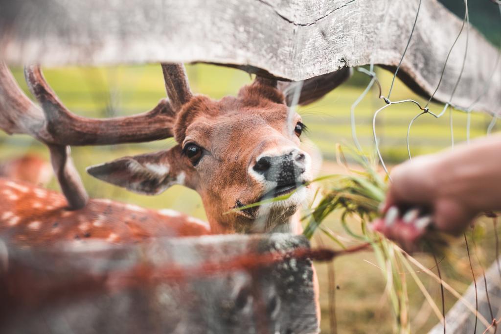 <b>馴鹿人工飼養技術要求和注意事項</b>