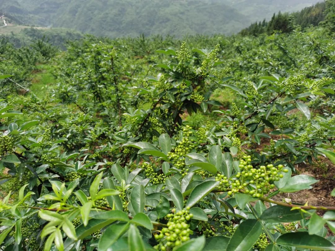 花椒樹種植條件和養護管理技術方法