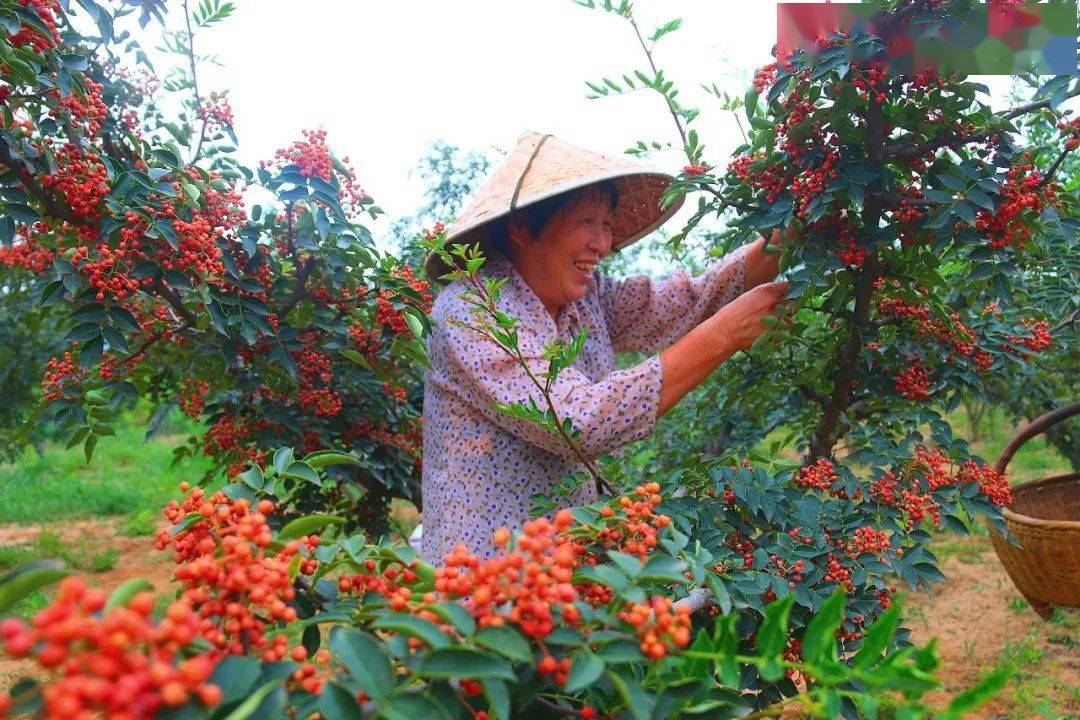 花椒樹種植條件和養護管理技術方法