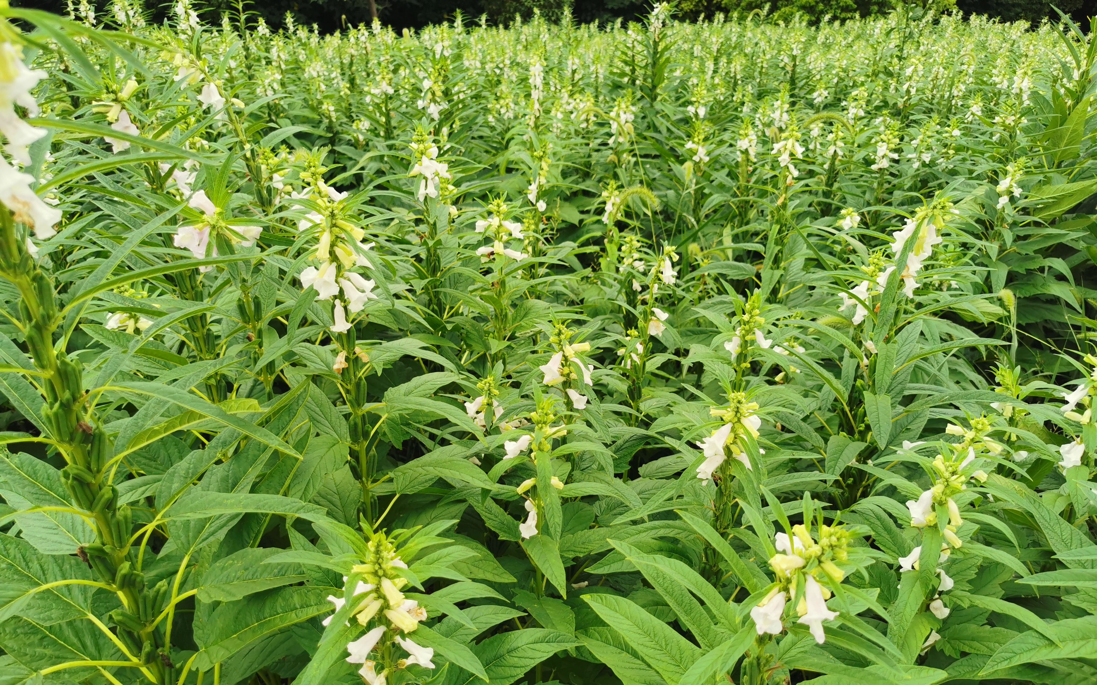 芝麻種植需要什麼條件及芝麻種植技術方法介紹