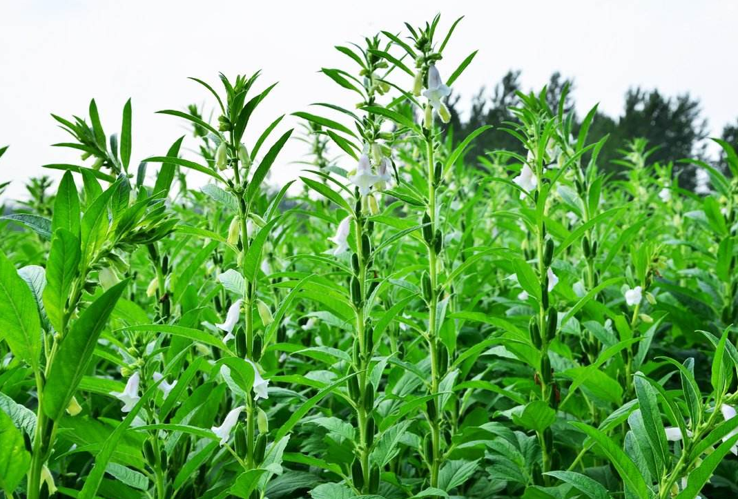 芝麻種植需要什麼條件及芝麻種植技術方法介紹