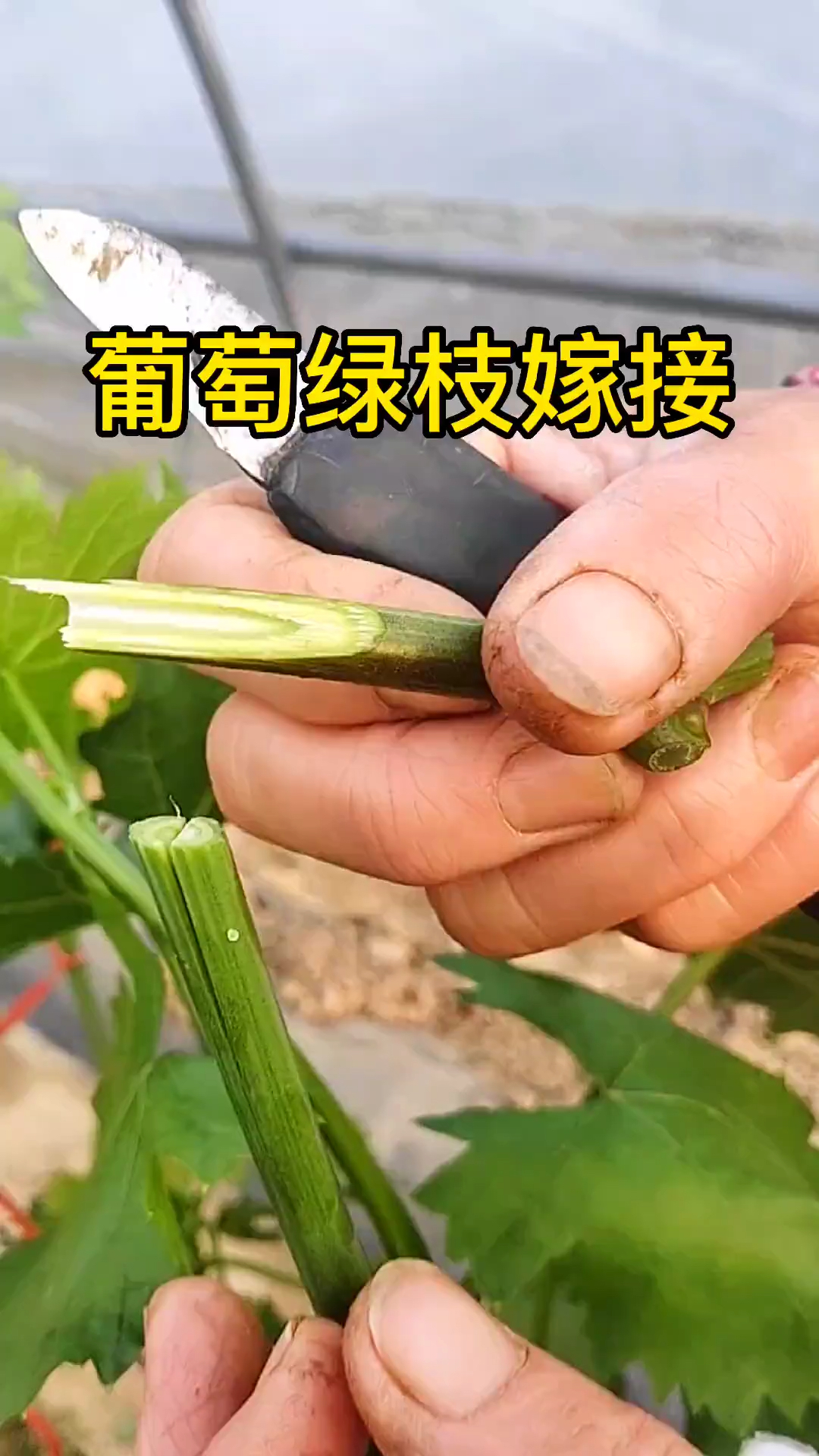 葡萄最佳嫁接時間是幾月及葡萄嫁接方法技巧有哪些