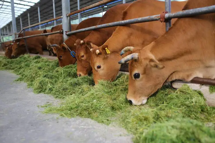 肉牛長途運輸後出現應急反應怎麼快速處理