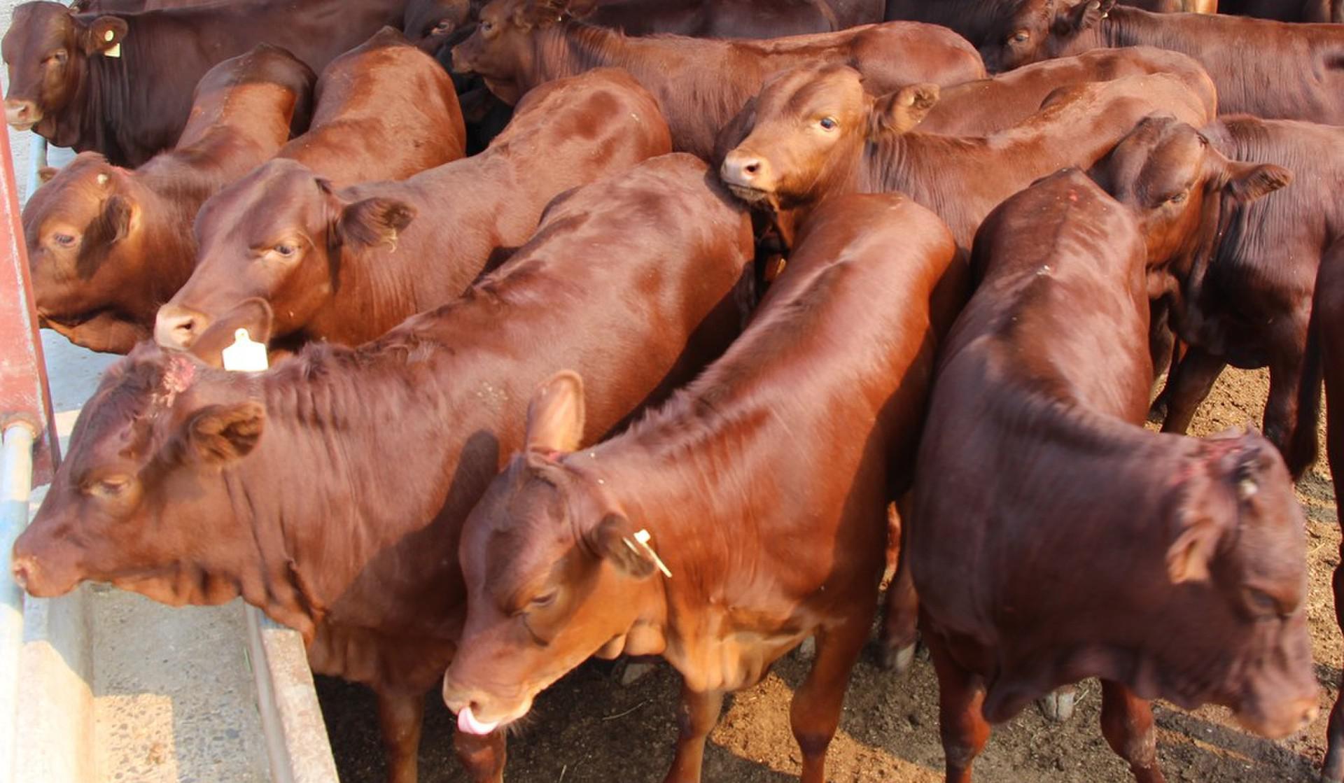 肉牛長途運輸後出現應急反應怎麼快速處理