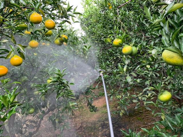 植物葉麵噴施尿素的作用和噴灑技巧方法