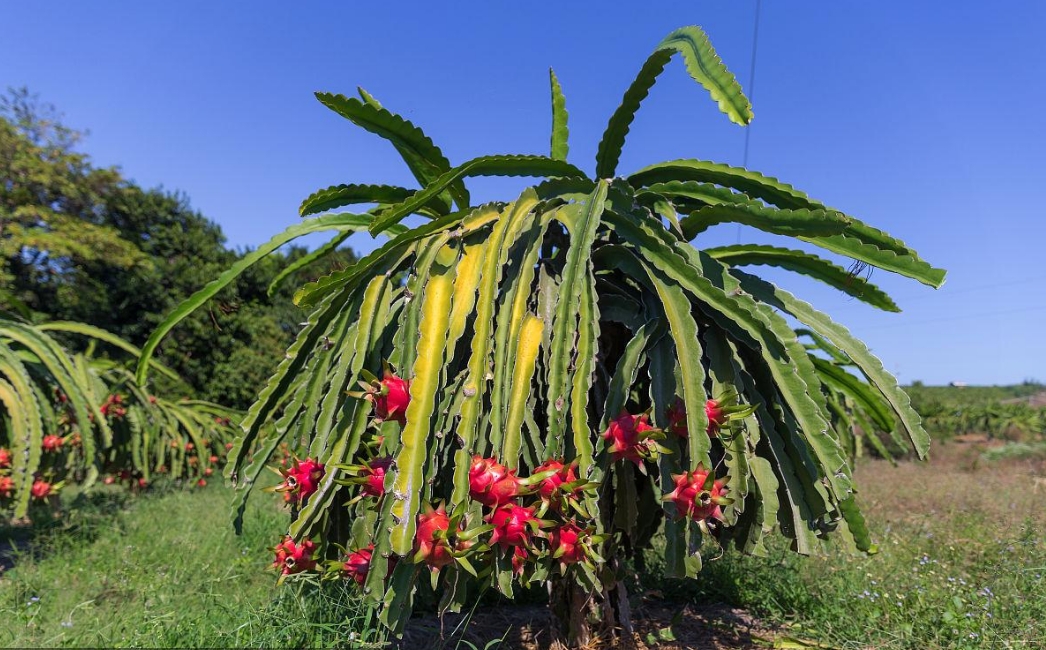 火龍果種植技巧之開花發黃掉落什麼原因