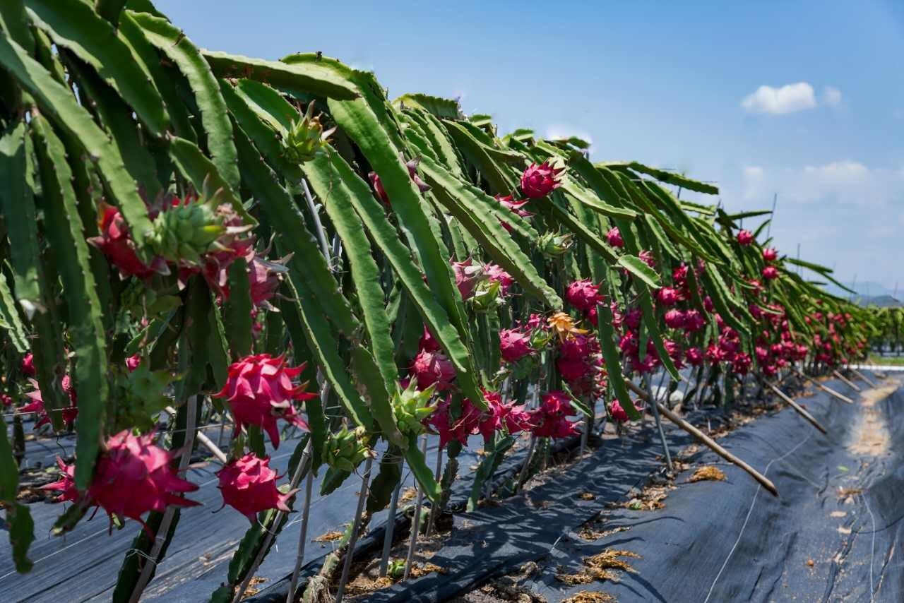 火龍果種植技巧之開花發黃掉落什麼原因