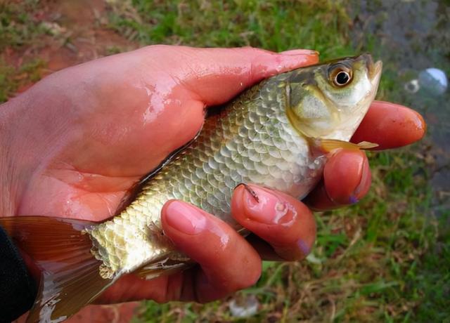 <strong>湘雲鯽魚和普通鯽魚的區別及養殖技術方法介紹</strong>