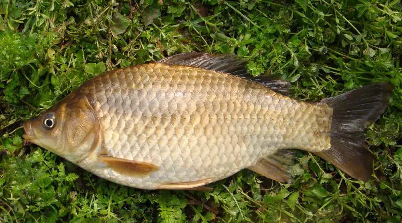 湘雲鯽魚和普通鯽魚的區別及養殖技術方法介紹