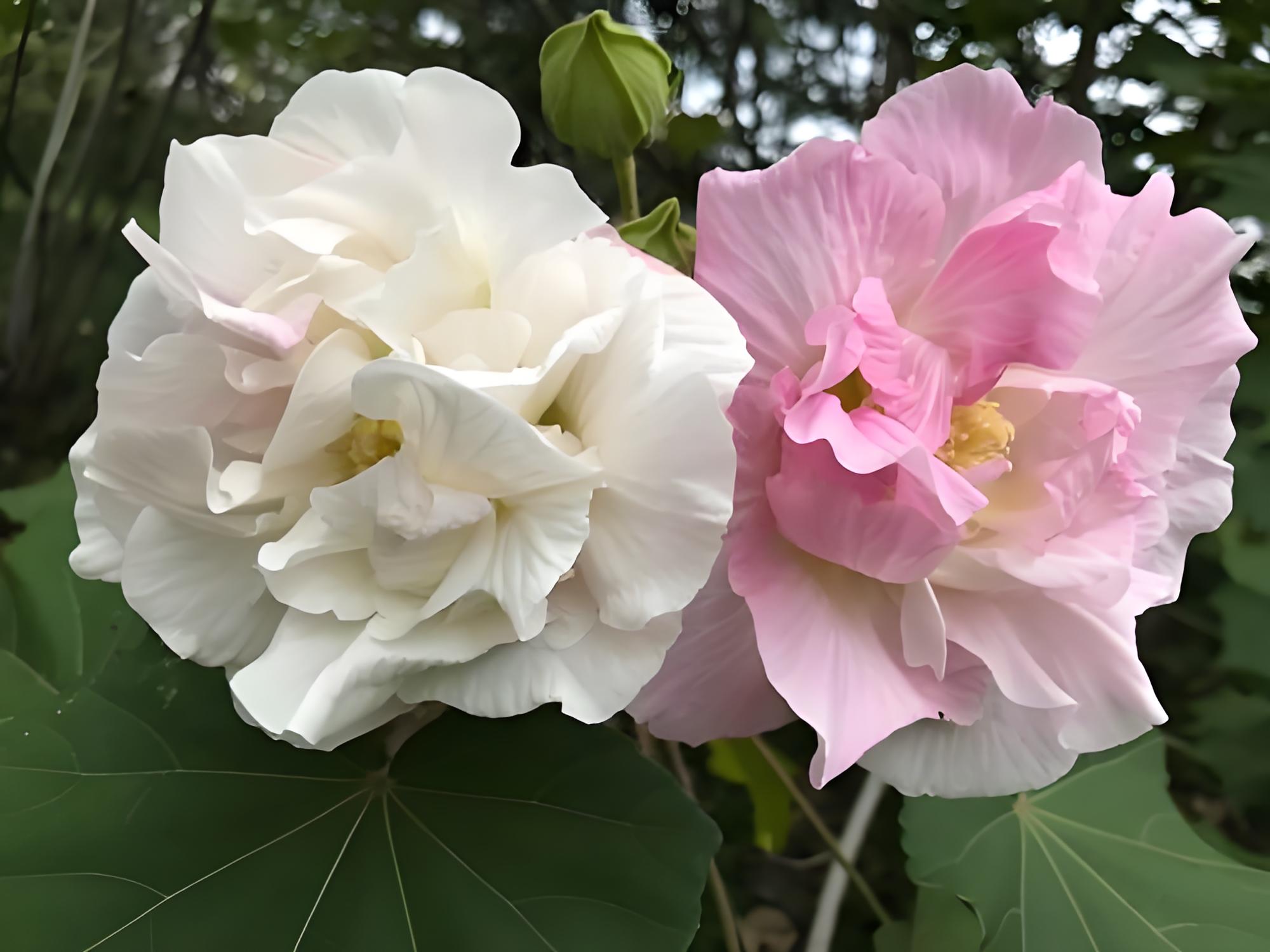 百合花仙客來紫羅蘭薔薇花芙蓉花芍藥花彼岸花菊花荷花桂花櫻花梅花花語是什