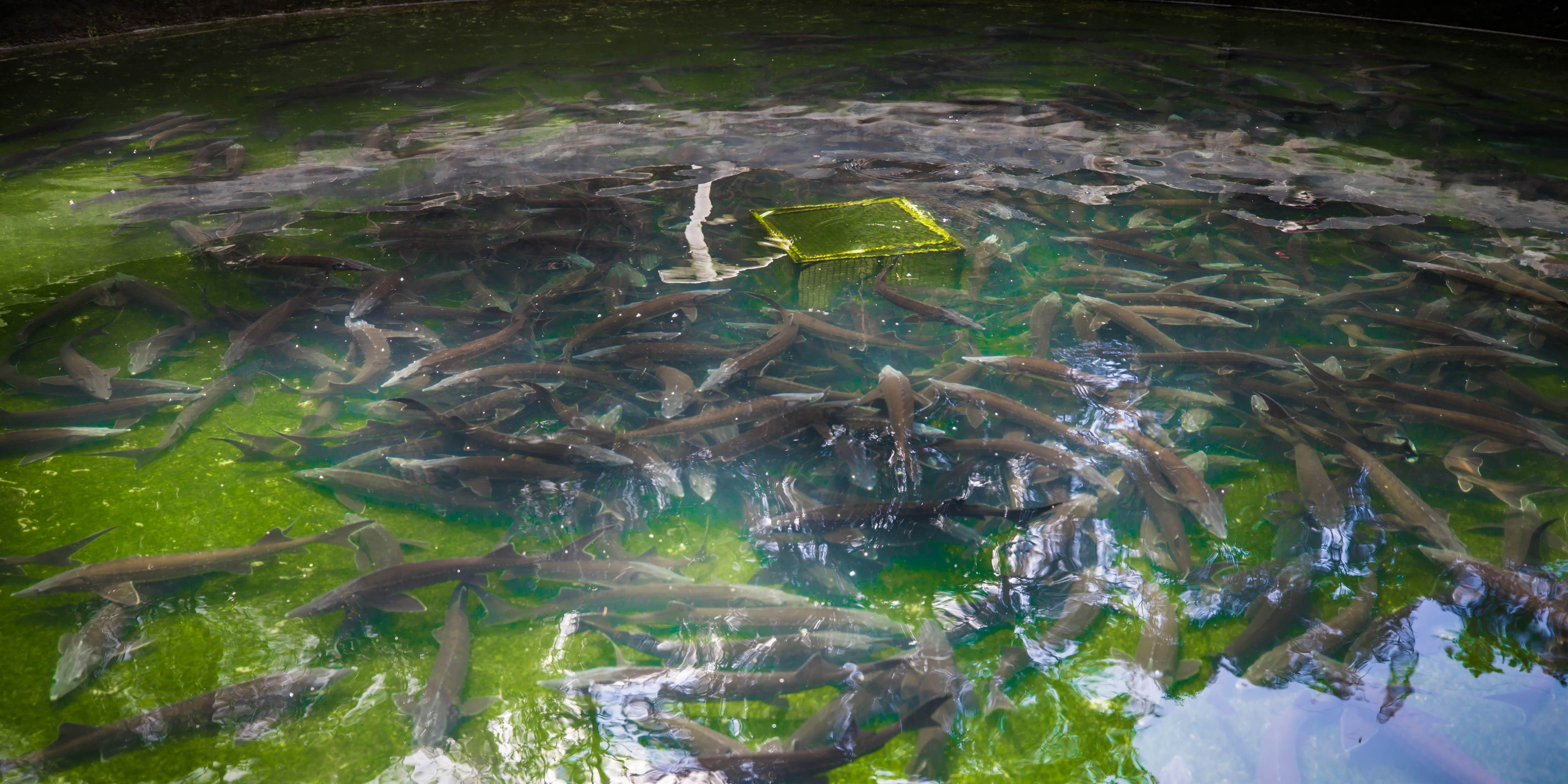 鱘魚養殖全攻略：條件、成本與技術規範介紹