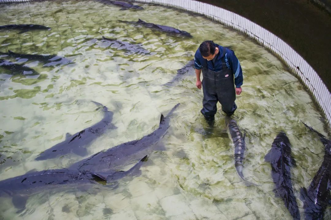 鱘魚養殖全攻略：條件、成本與技術規範介紹