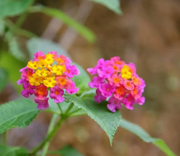 五色梅一年花開幾度？