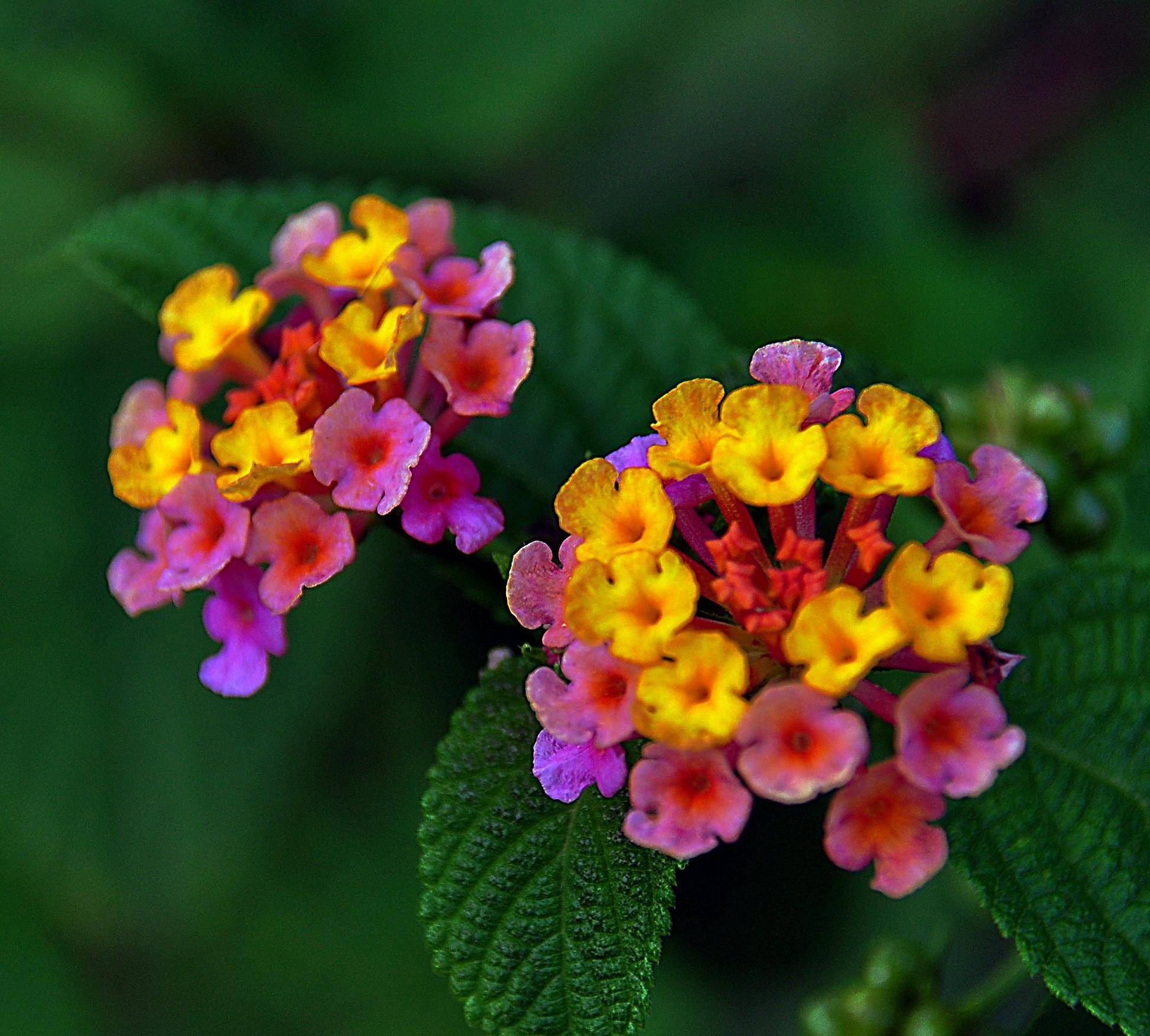 五色梅一年花開幾度？