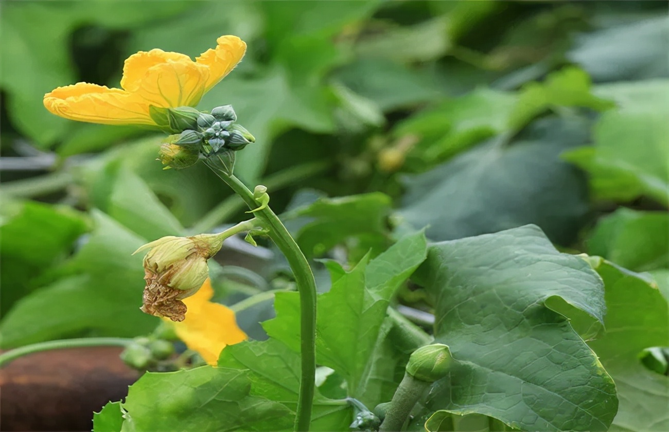 絲瓜爛花柱病因探秘，對症急救防治方法