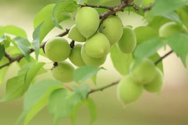 梅子家族種類圖鑒探索：百變滋味，千種風情！