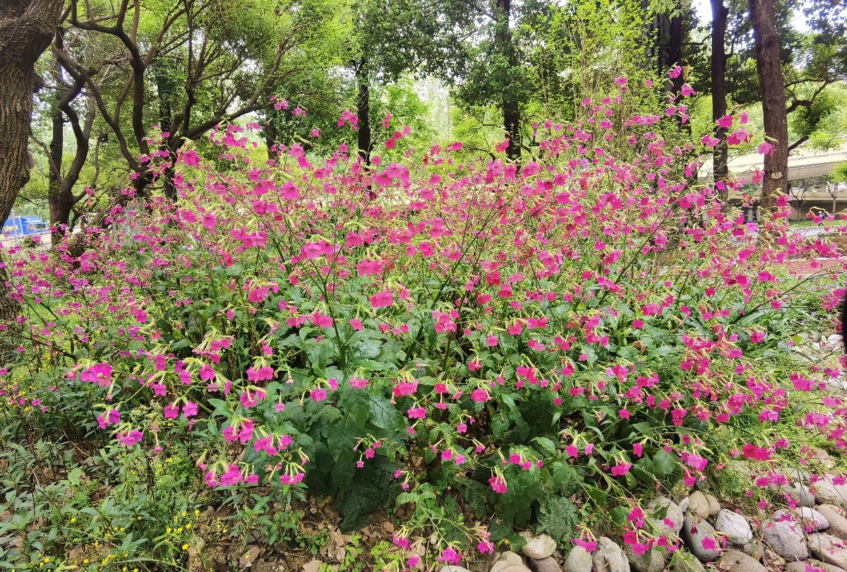 花煙草與煙草同名不同命，它的開花日期又是什麼時候？