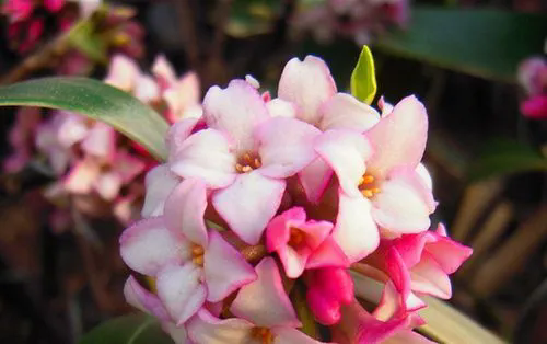 <strong>香草傳奇瑞香，揭秘其植物特征與健康益處！</strong>