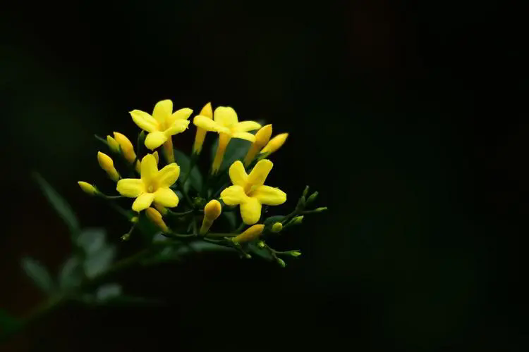 <b>春日使者探春花與迎春花區別與養護指南！</b>