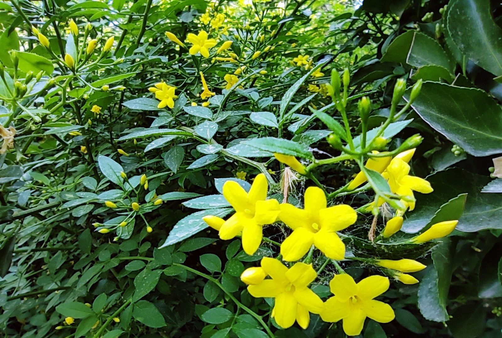 春日使者探春花與迎春花區別與養護指南！