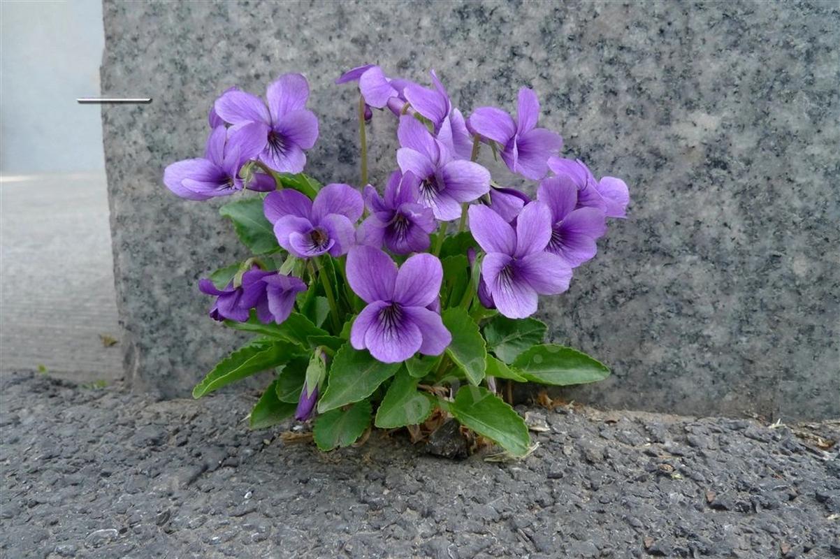 紫花地丁種植過程中的關鍵注意事項