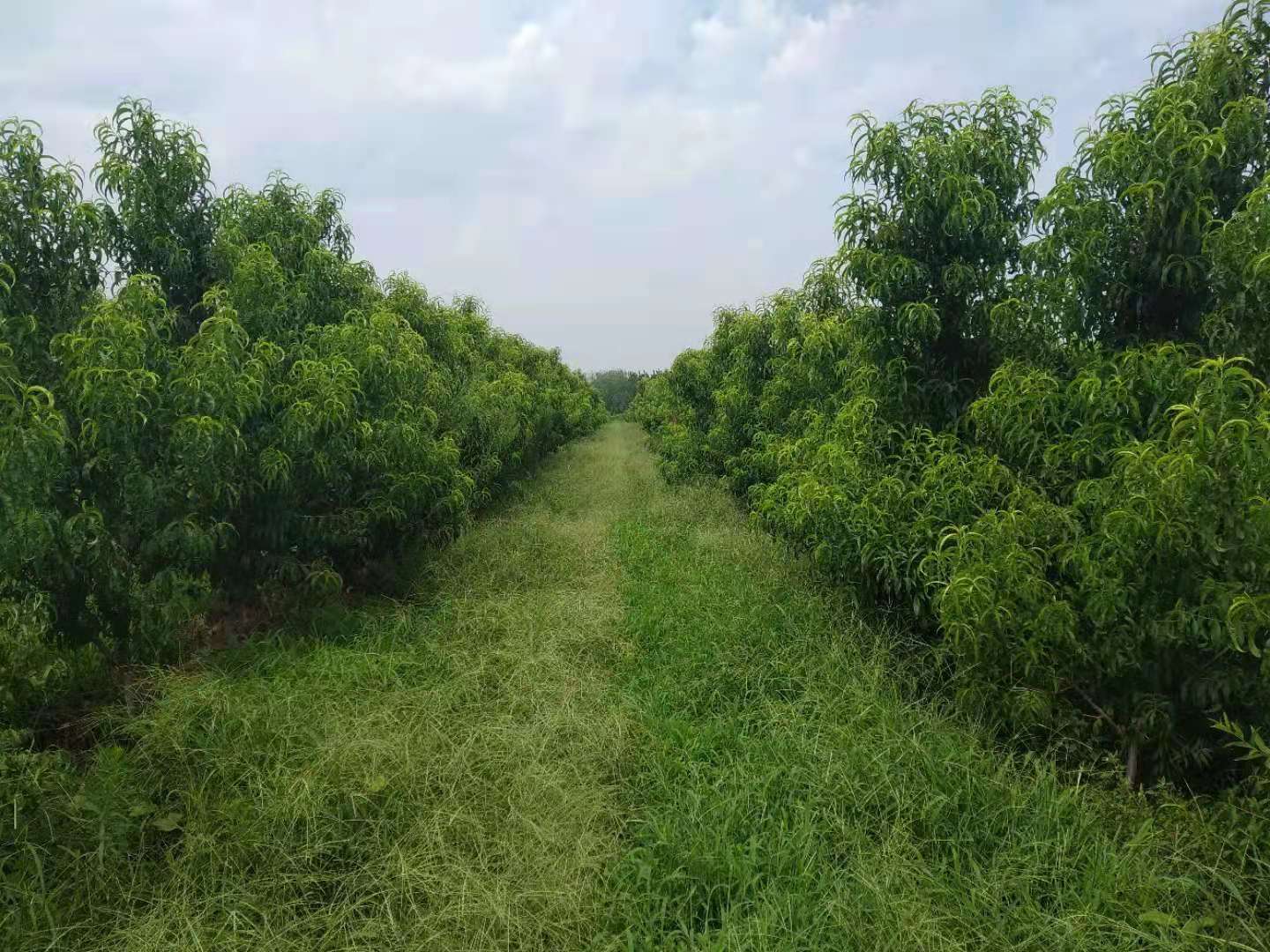 <strong>果園種植生態革命！果園生草種植法解鎖土壤活力密碼</strong>