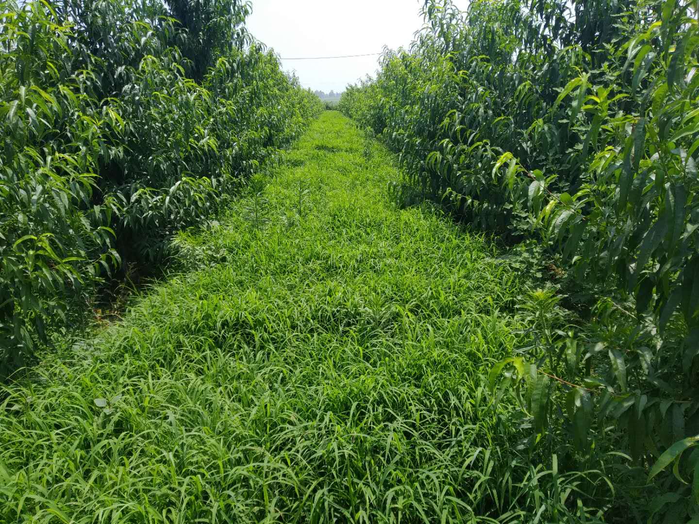 果園種植生態革命！果園生草種植法解鎖土壤活力密碼