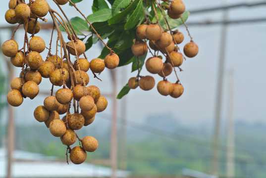 <b>水果偵探，桂圓與龍眼身份揭秘筆記</b>