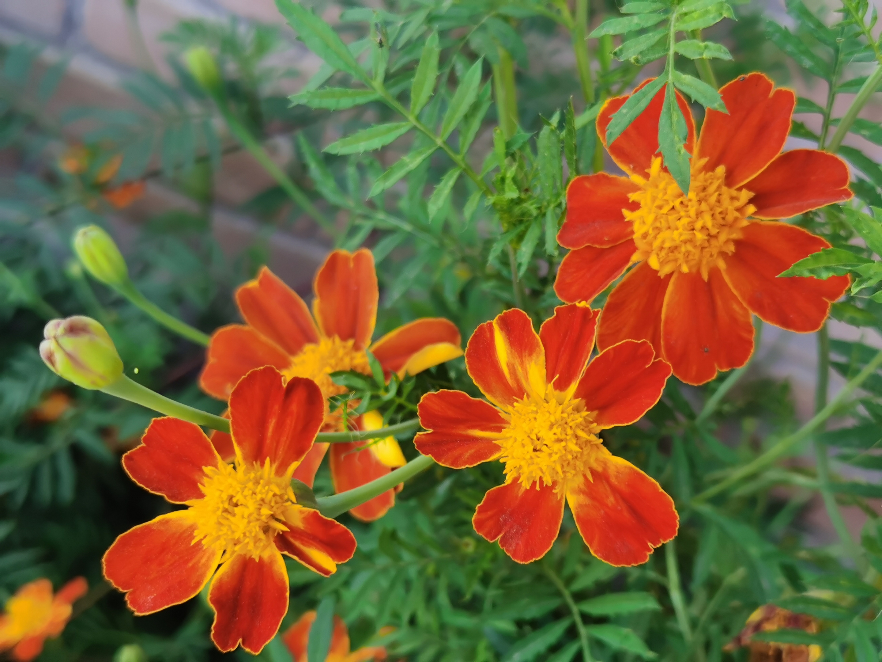 孔雀草的花語探秘，那些藏在花瓣間的秘密話語