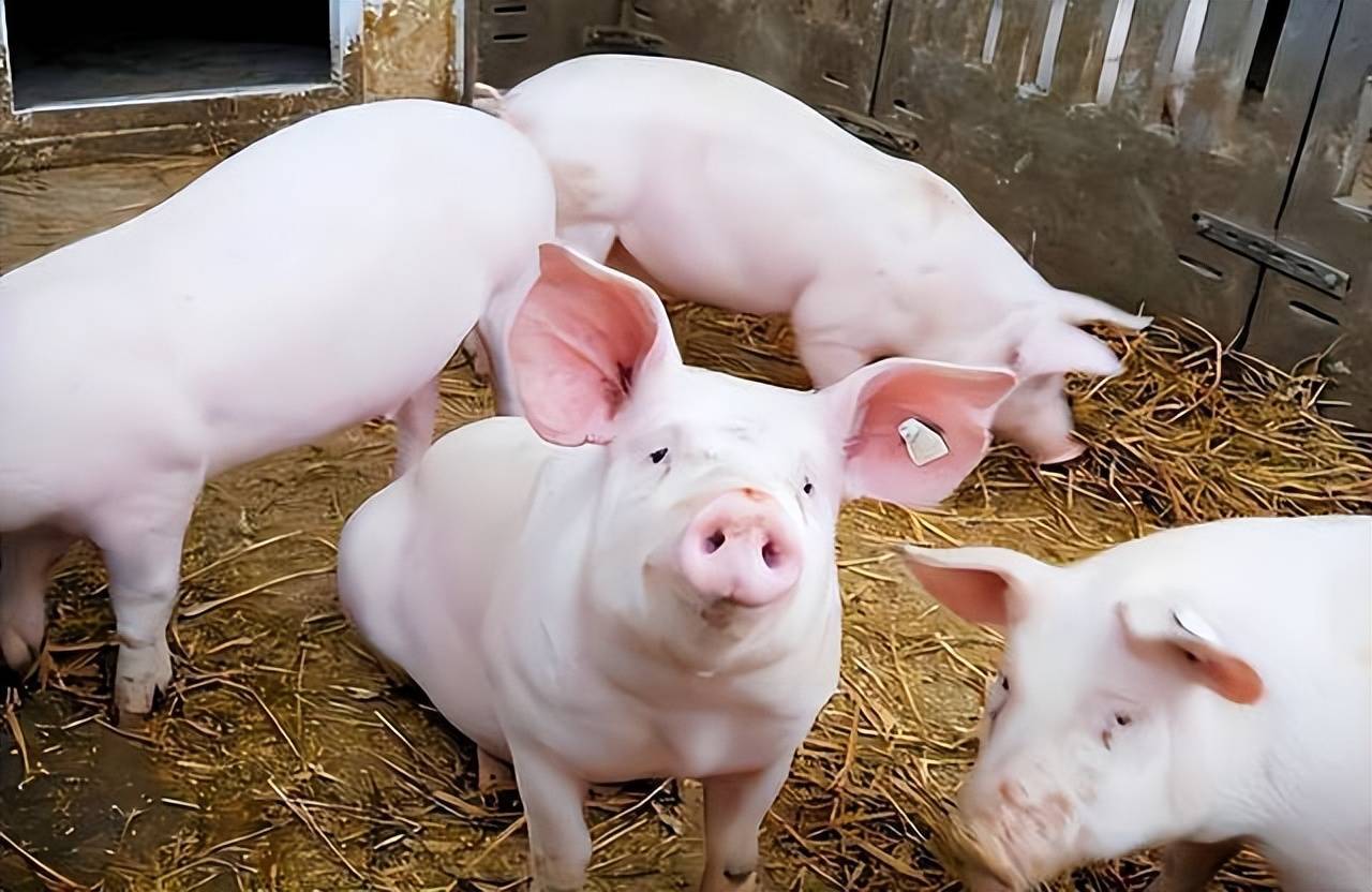 畜牧飼料實錄：探索育肥飼料喂公豬最佳搭配方案！