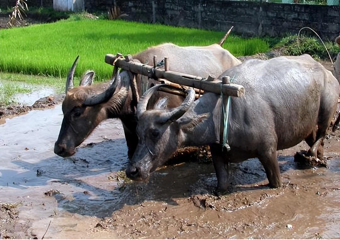 <strong>水牛飼養寶典，如何實現生態養殖與經濟效益雙豐收？</strong>