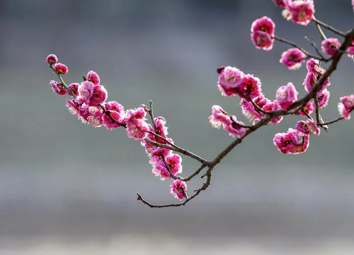 <strong>探尋梅花經典品種，解鎖冬日裏的芬芳傳奇（附各品種圖片）</strong>