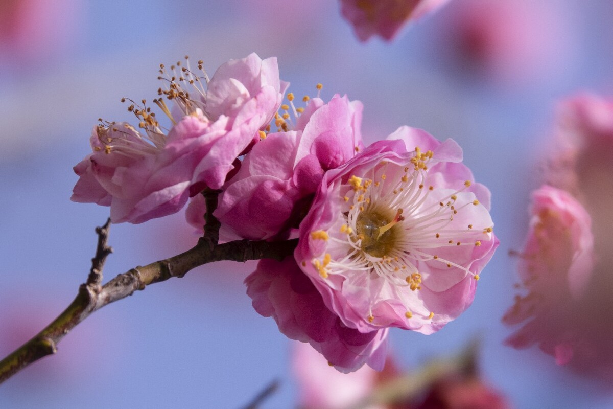 探尋梅花經典品種，解鎖冬日裏的芬芳傳奇（附各品種圖片）