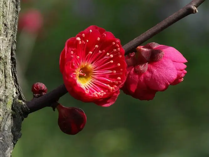 探尋梅花經典品種，解鎖冬日裏的芬芳傳奇（附各品種圖片）