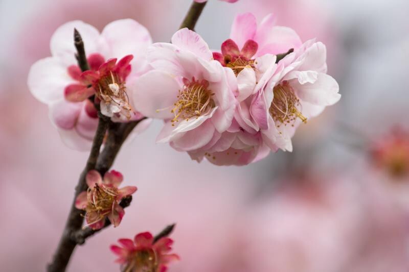 探尋梅花經典品種，解鎖冬日裏的芬芳傳奇（附各品種圖片）