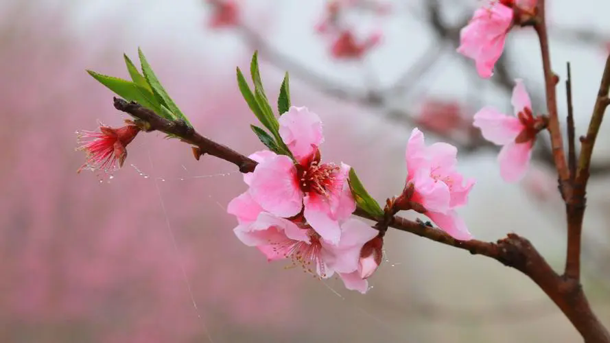 <strong>三月桃花春光，何時何地遇見最美的桃花盛開美景</strong>