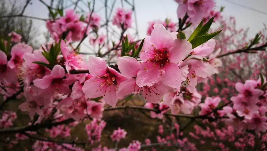 三月桃花春光，何時何地遇見最美的桃花盛開美景