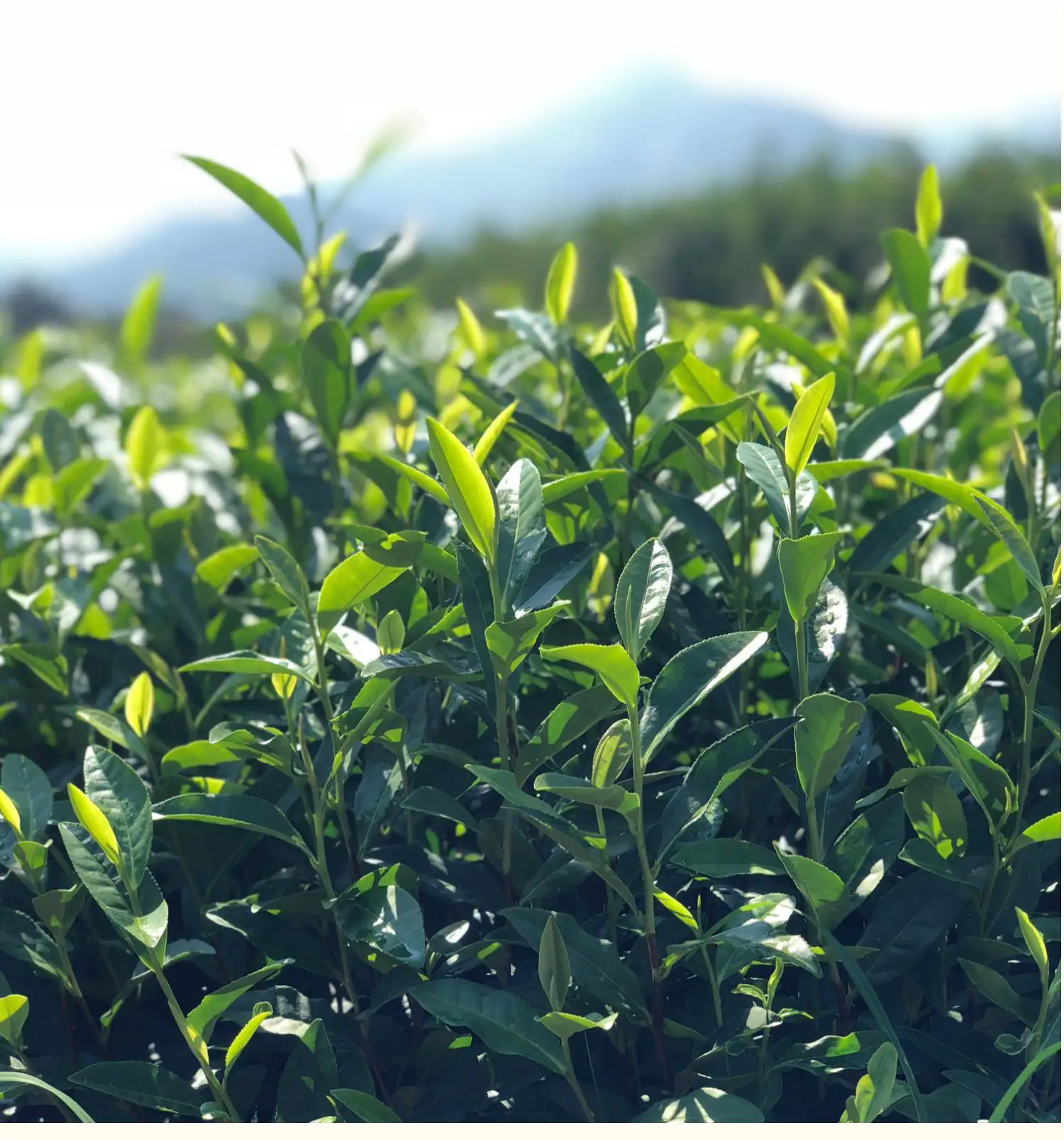 陽台茶藝，一文掌握適合陽台種植的茶葉品種與管理技巧！