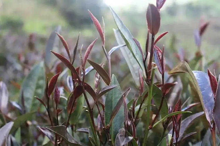 陽台茶藝，一文掌握適合陽台種植的茶葉品種與管理技巧！