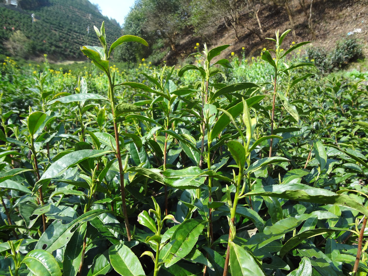 陽台茶藝，一文掌握適合陽台種植的茶葉品種與管理技巧！