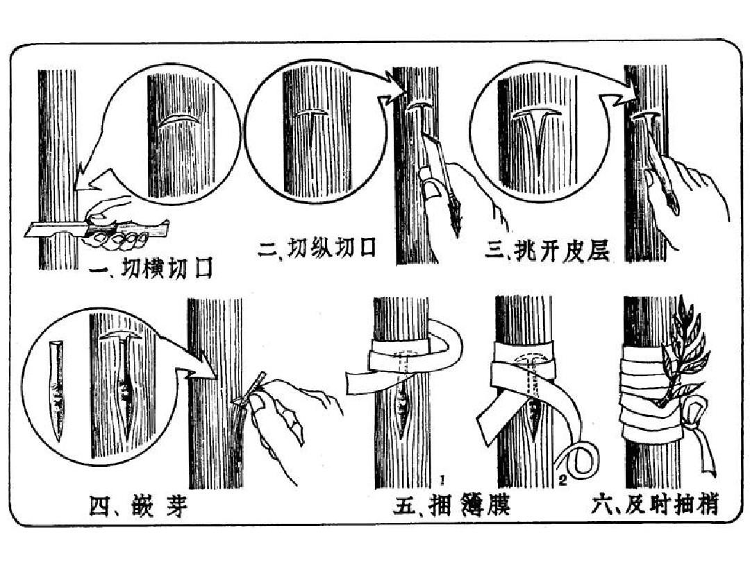 果樹嫁接全攻略-從技術到實踐，打造專屬果園