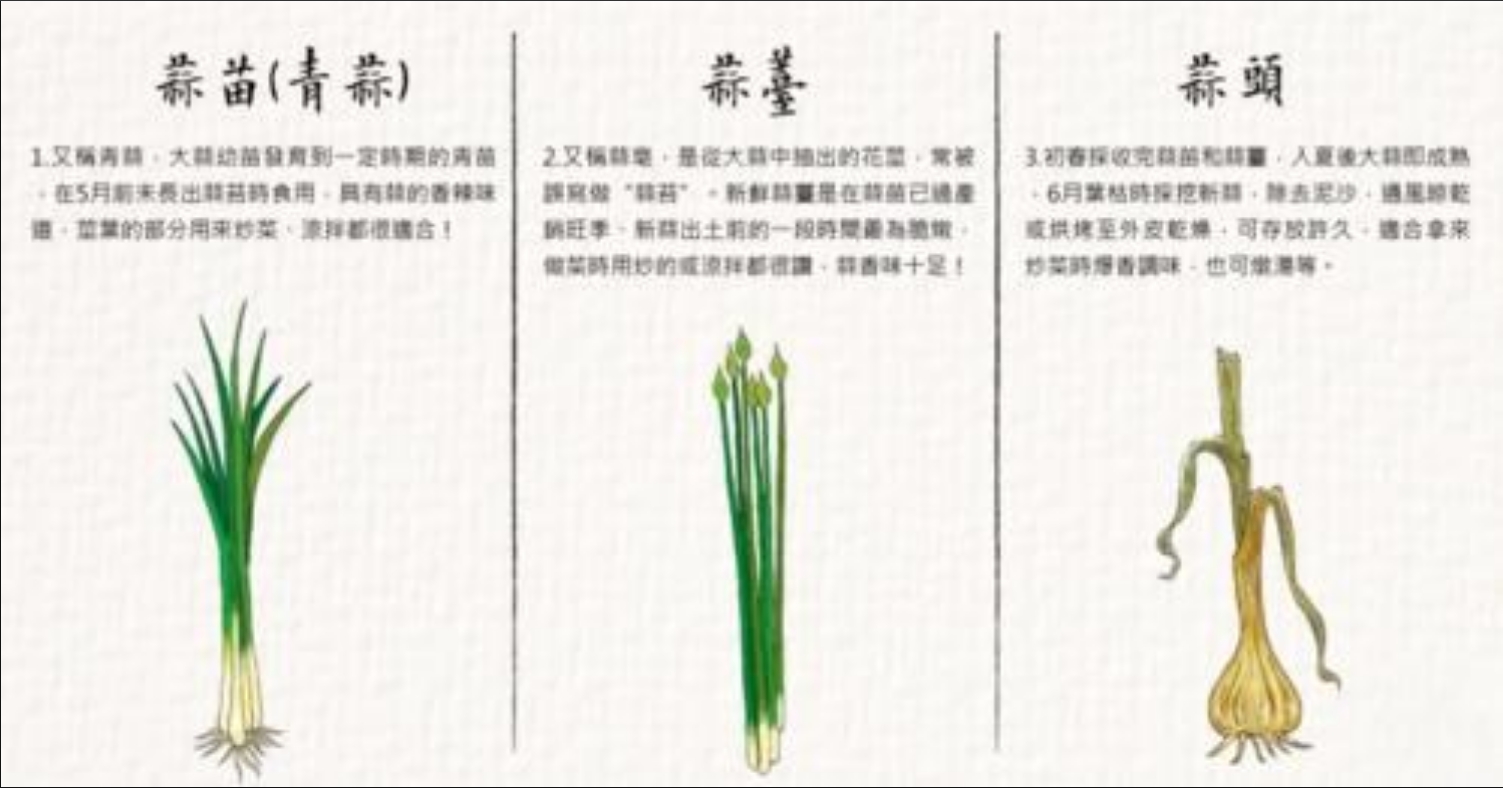 從蒜到苔：蒜苔種植，揭秘陽台蒜苔成長記