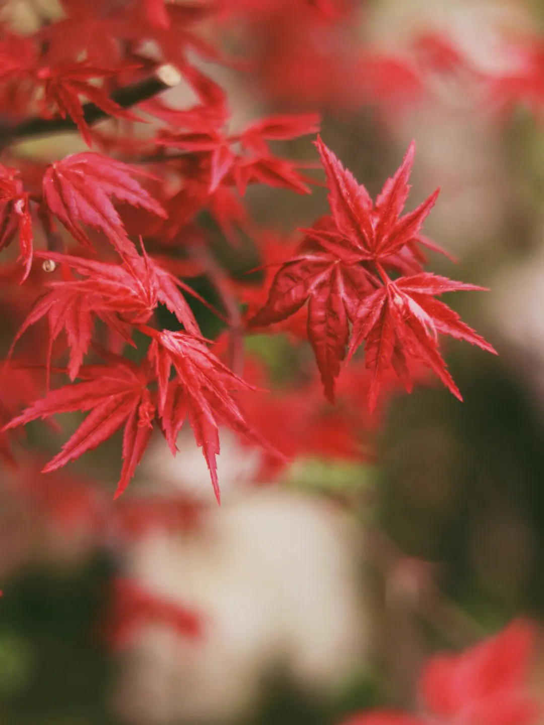 日本紅楓四季之美！春天的綠，夏天的濃，秋天的紅，冬天的靜！