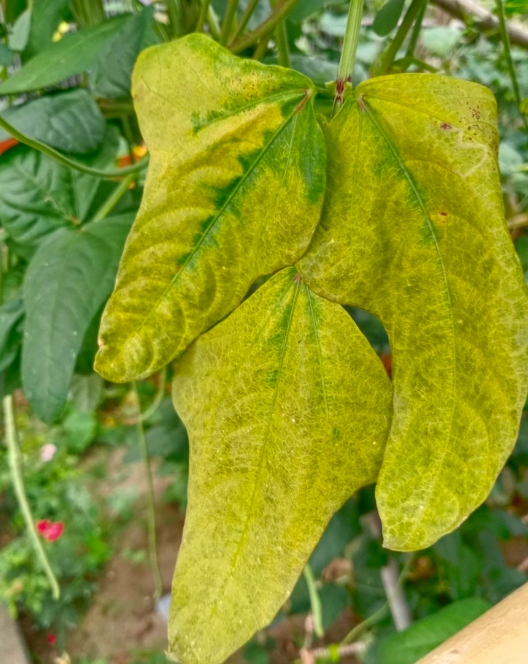 豆角葉子發黃怎麼辦？專業指南幫你輕鬆恢複綠意盎然