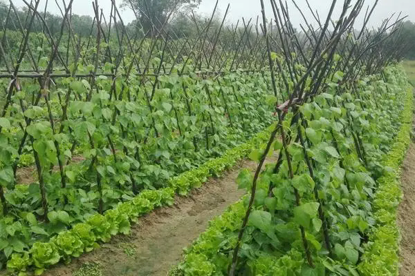 四季豆種植寶典：打造豐產秘訣，技術要點全掌握！