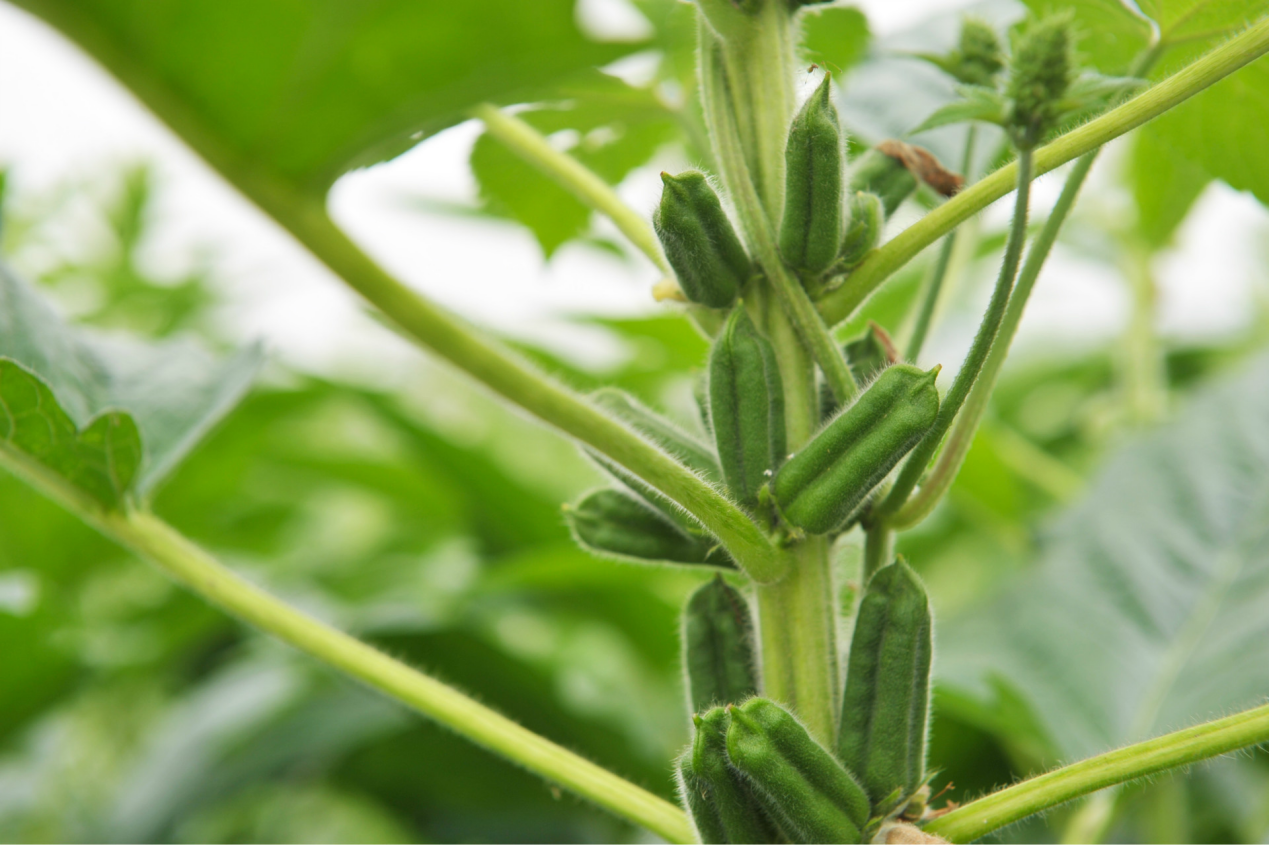 <b>芝麻種植生長全紀錄：探索一粒種子的蛻變，見證生命的綻放</b>