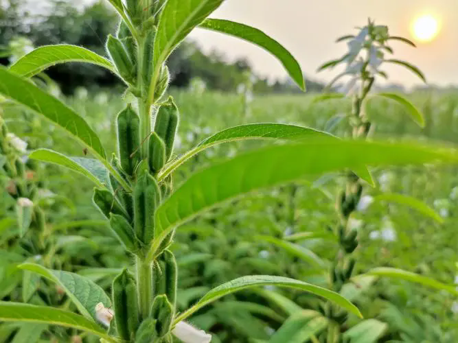 芝麻種植生長全紀錄：探索一粒種子的蛻變，見證生命的綻放